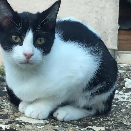 Turisticos San Juan De La Pena Lejlighed *