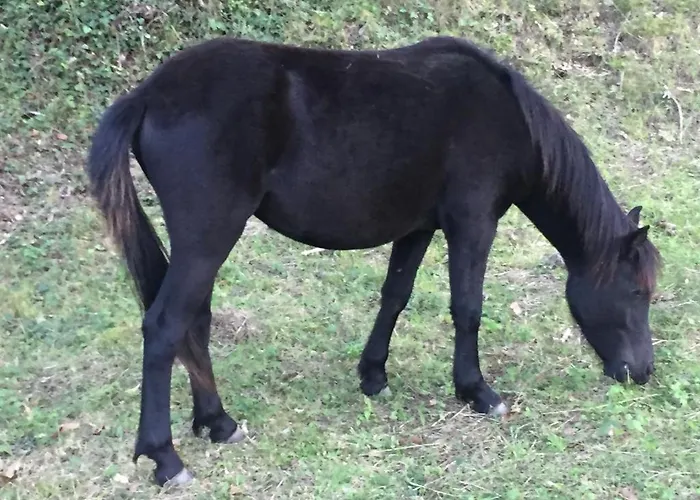 Turisticos San Juan De La Pena *